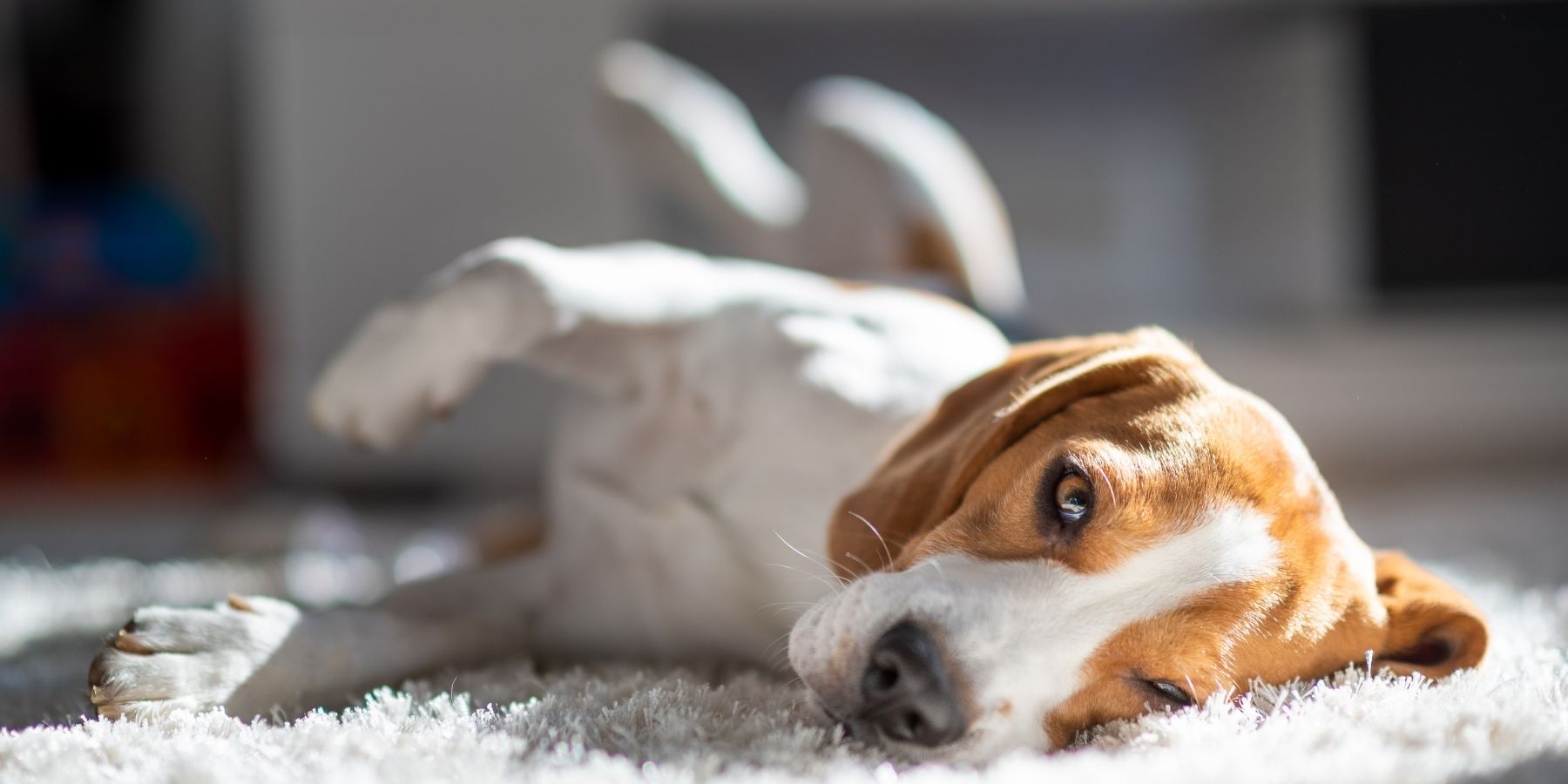 What Causes Dog Reactivity and How to Reduce It